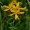 St. John's Wort