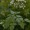 Sweet Cicely