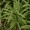 Tarragon