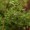 Thyme