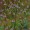Vervain, Blue