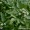 Watercress