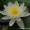 White Pond Lily