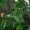 Wild Cherry
