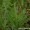 Wild Lettuce