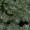 Wormwood