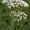 Yarrow