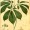 Ginseng, American
