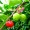 Acerola P.E. 4:1