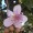 Achiote