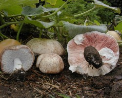 Agaricus Mushroom