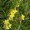 Agrimony