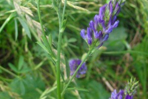 Alfalfa