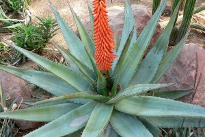 Aloe Cape