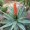 Aloe Cape