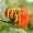 African Tulip Tree
