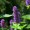 Anise Hyssop