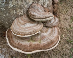 Artist Conk Mushroom