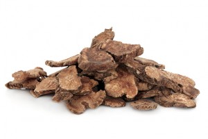 Atractylodes