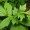 Avens
