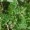 Astragalus