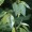 Balm of Gilead Buds