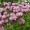 Bergamot Wild