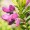 Bitter Milkwort