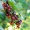 Black Currant (var. Americanum)