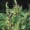 Black Horehound