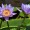 Blue Lotus