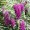 Buddleia