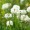 Clover, White