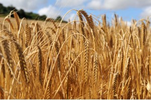 Barley