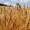 Barley