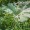 Butterbur