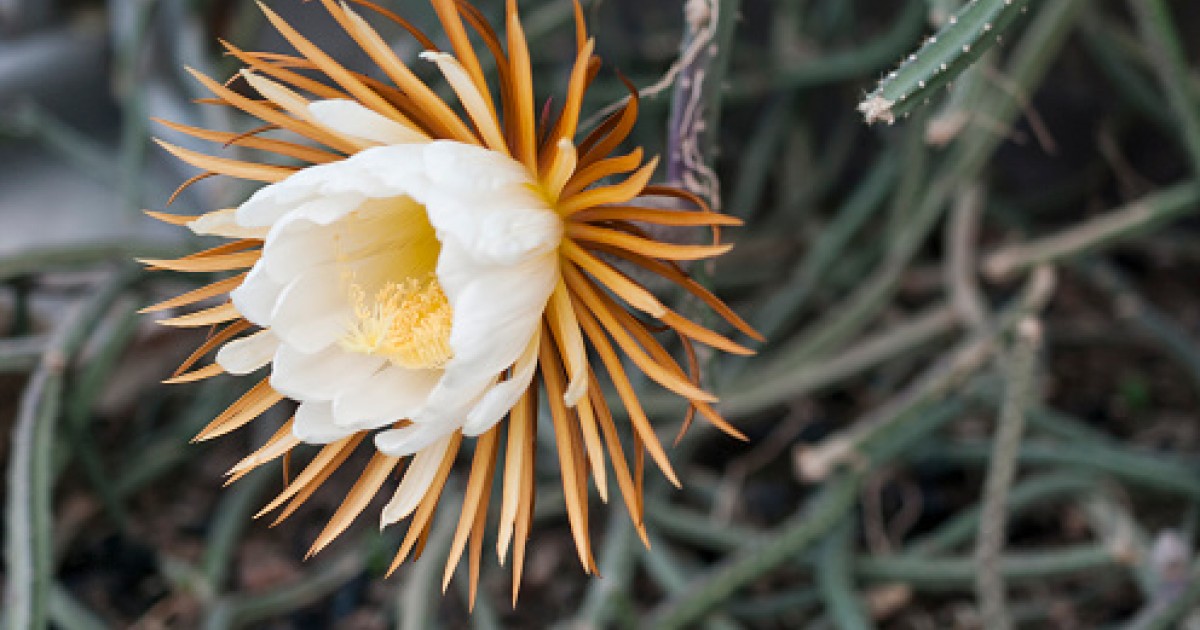 Cactus Flower