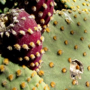 Opuntia Cactus Flower
