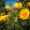 California Poppy