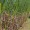 Cane Sugar