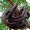 Carob Bean