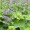 Catnip