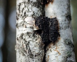 Chaga Mushroom