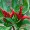 Chilli Pepper (African Whole)