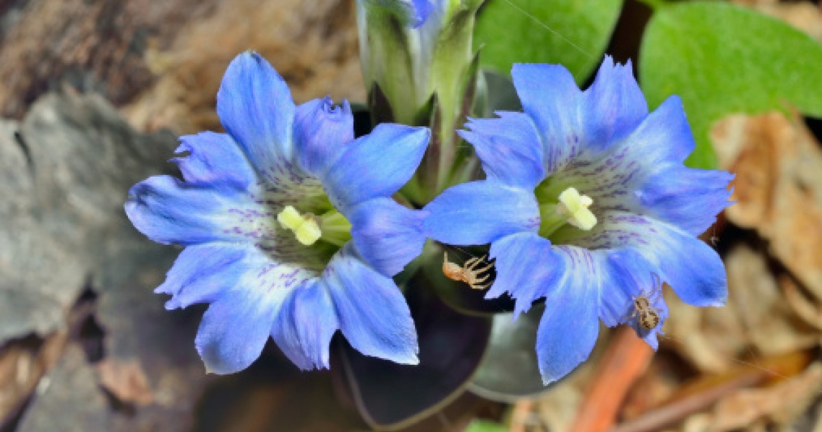 Chinese Gentian