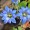 Chinese Gentian