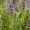 Chinese Skullcap