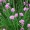 Chives