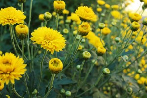 Chrysanthemum