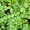 Cilantro